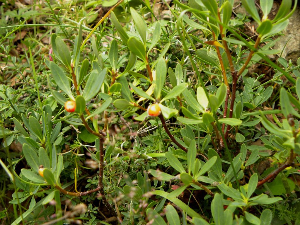 Daphne oleoides